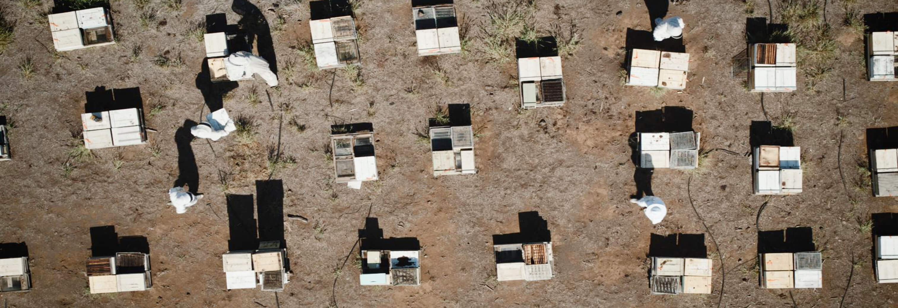 A plant in the window of the distillery.