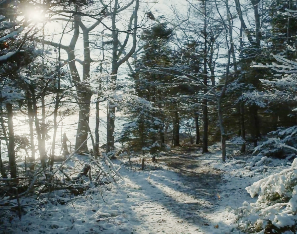 A forest with snowy trees.