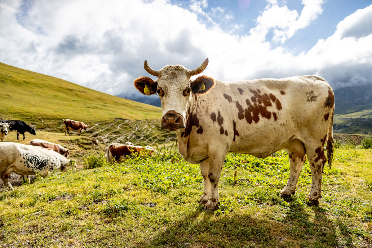 A cow in a field of grass.