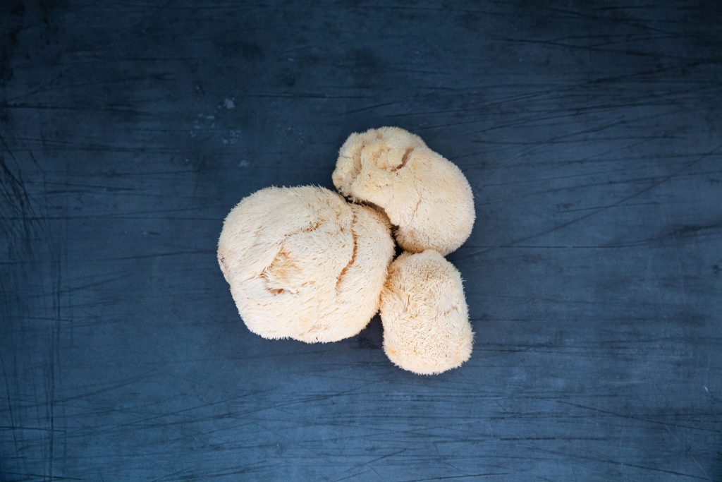 Three Lion's Mane mushrooms resting on a dark blue table.