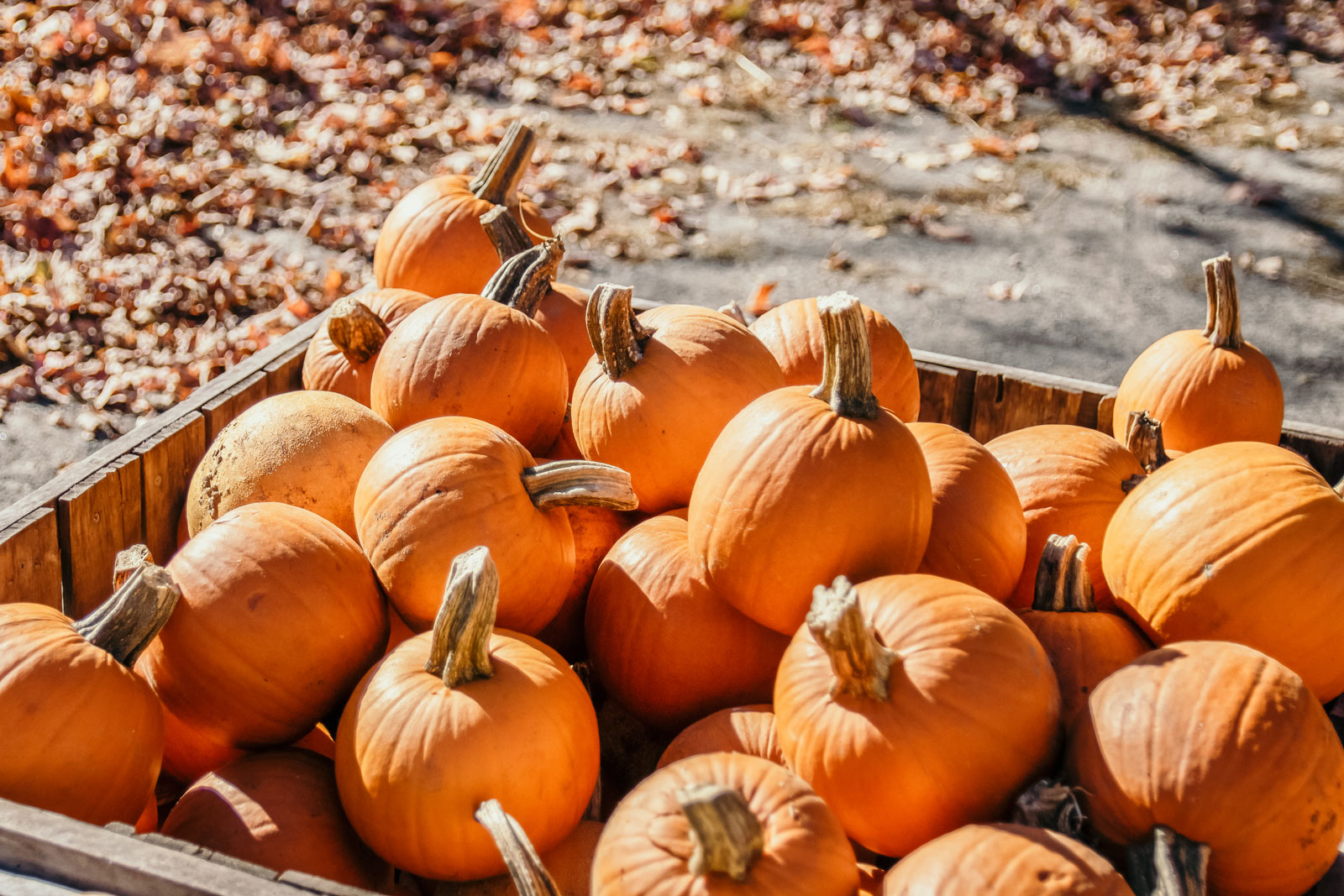 A large wooden box filled to the brim with pumpkins.