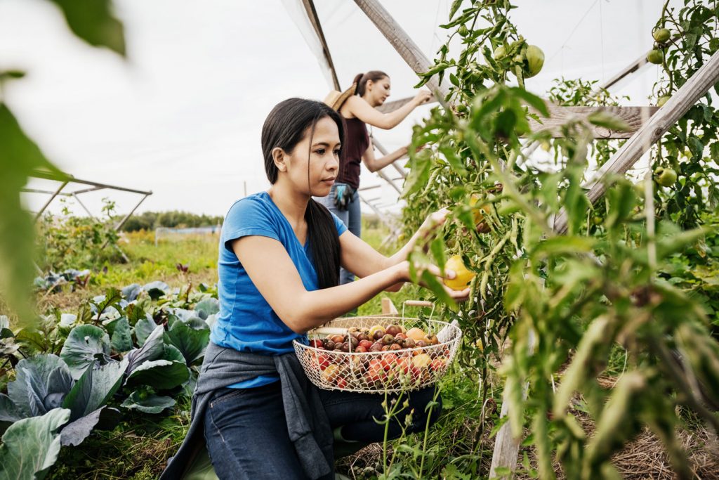 People picking heirloom tomatoes from the vine.