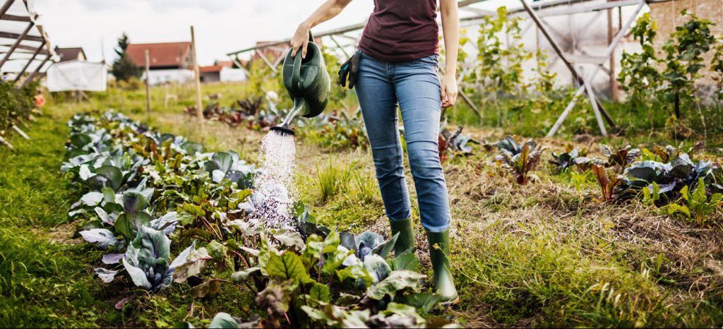 A person watering a garden of heirloom plants.