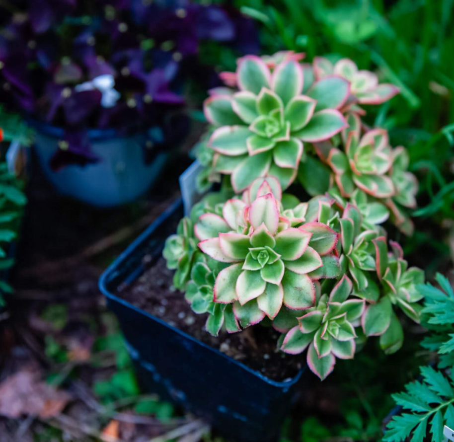 A vibrant, pink-trimmed succulent.