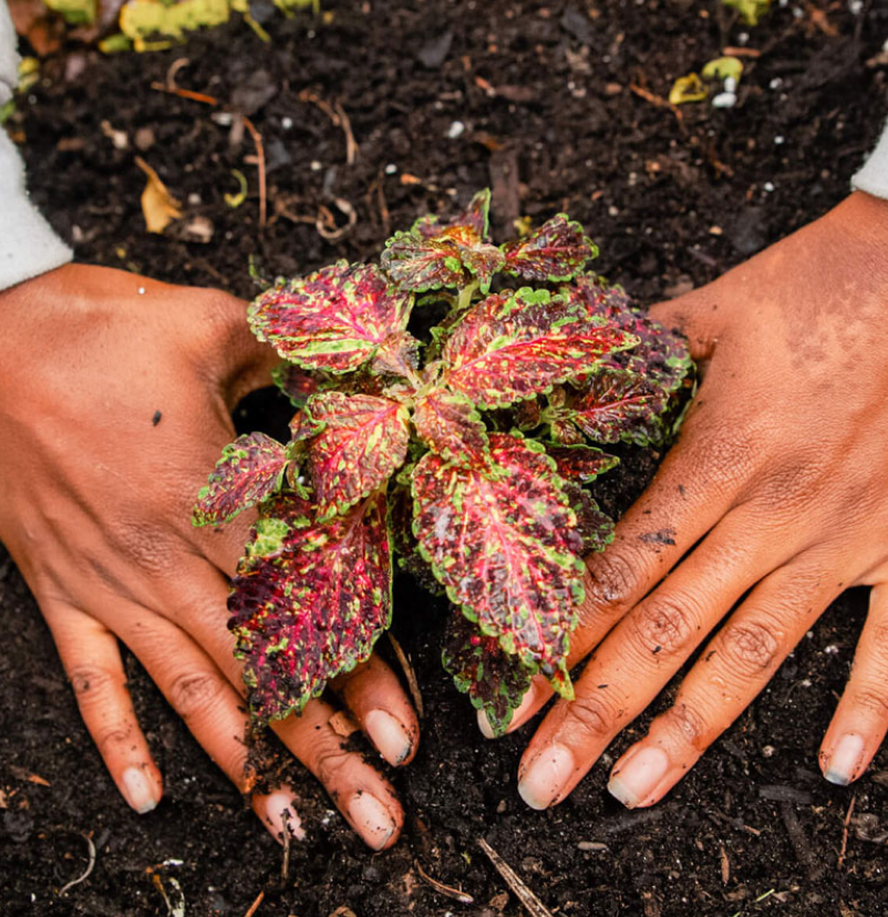 Christa gently inserting a plant into the ground.