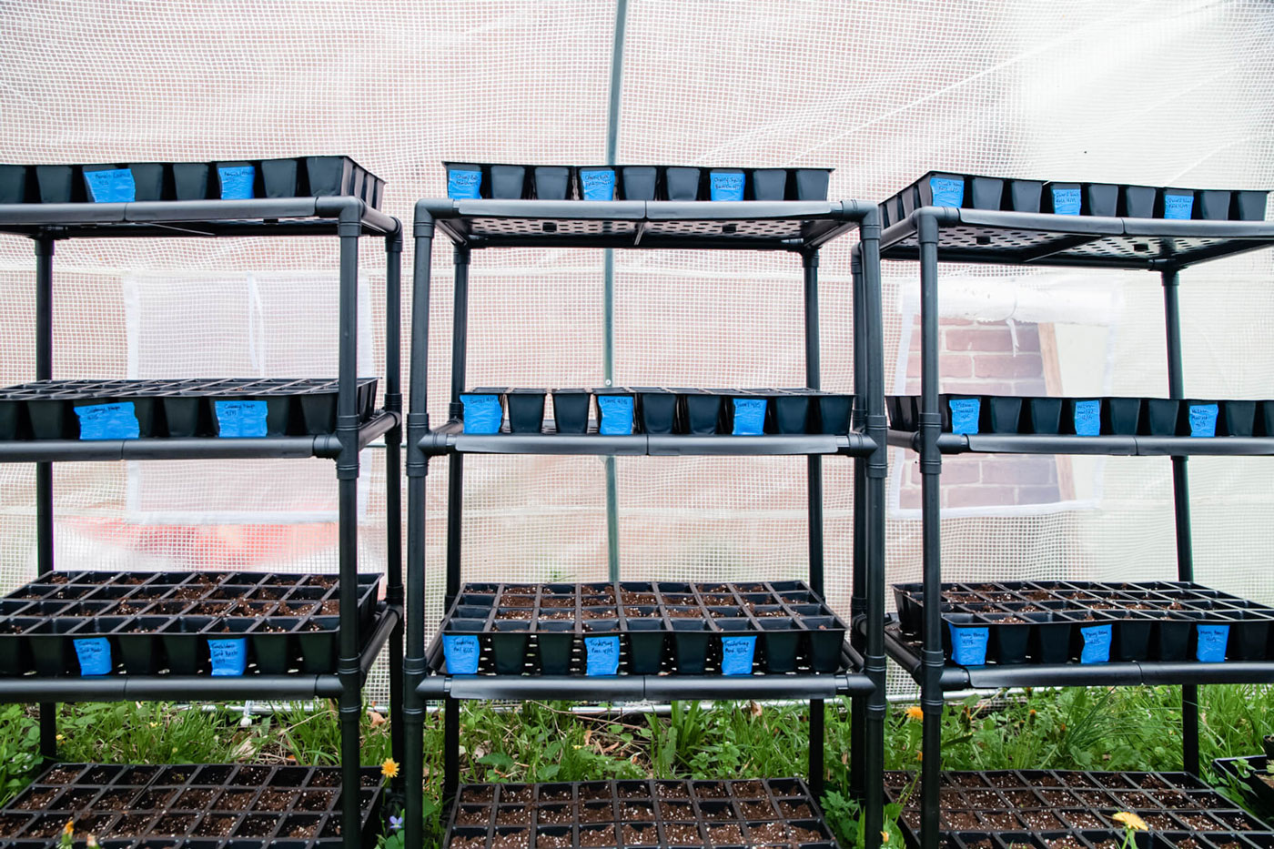 Black trays of nursery plants growing.