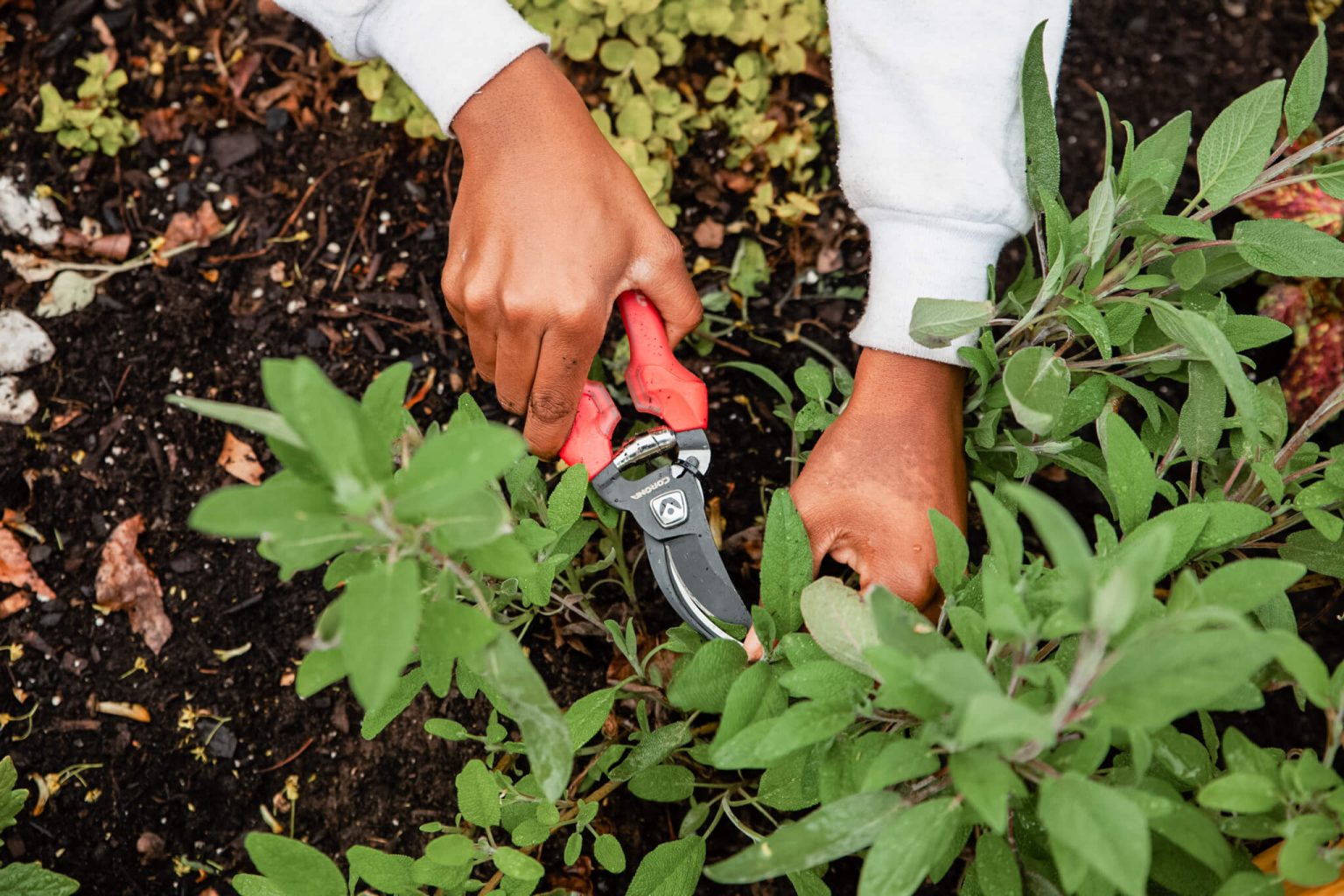 Christa gently trimming leaves.