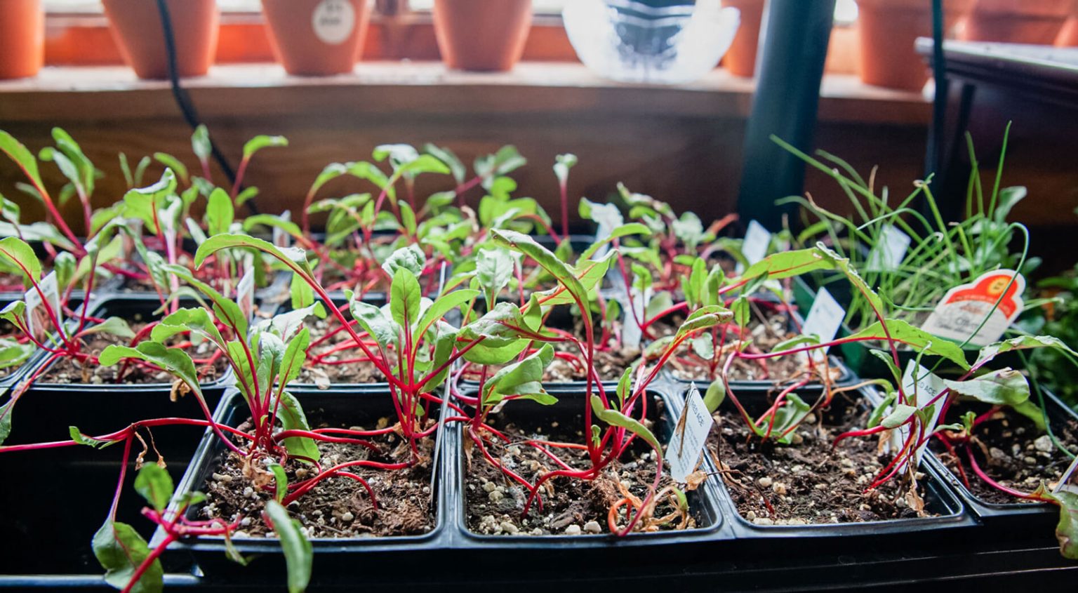 A tray of vibrant, lively plants.