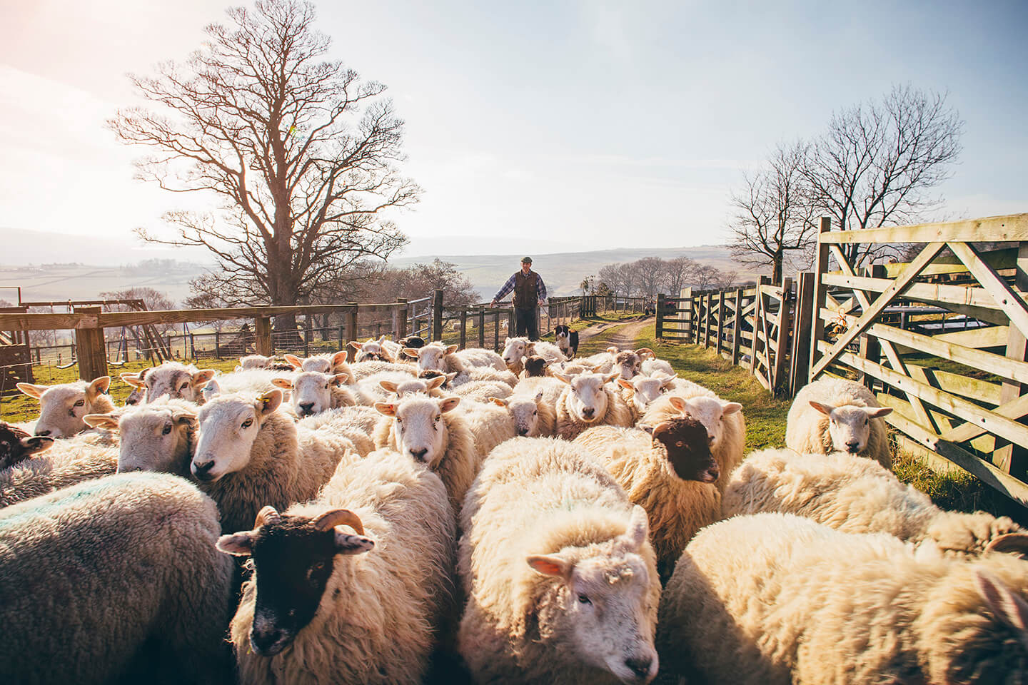 A farmer and his sheepdog herding sheep.