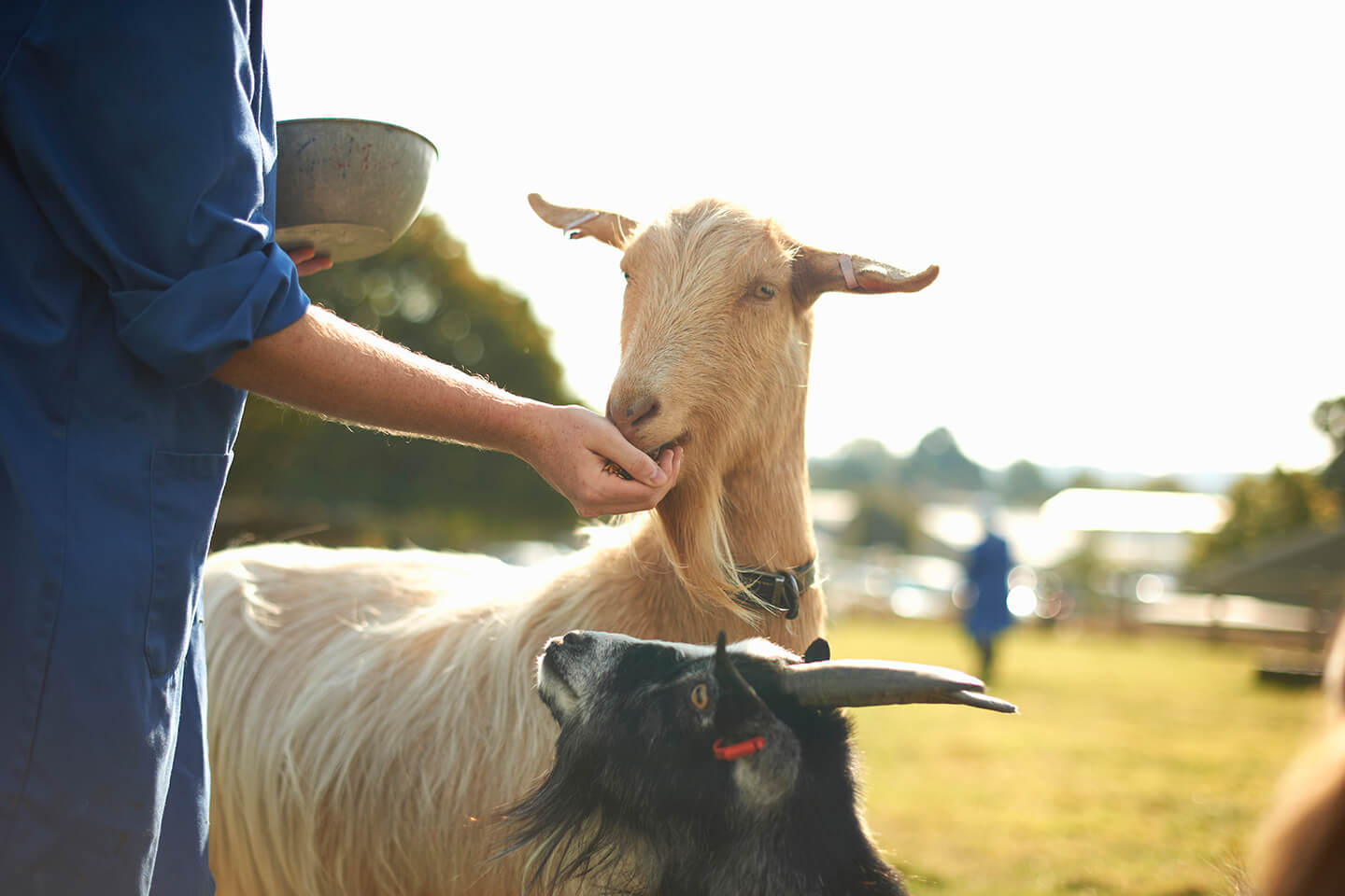 A person gently feeding two goats outside in the afternoon sun.