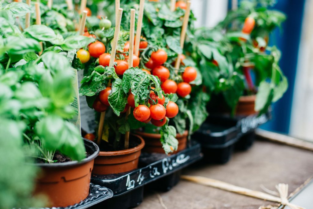 Cherry tomatoes growing in individual pots.