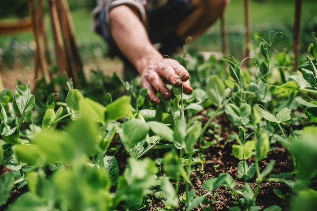 A person tending to small plants in the garden.