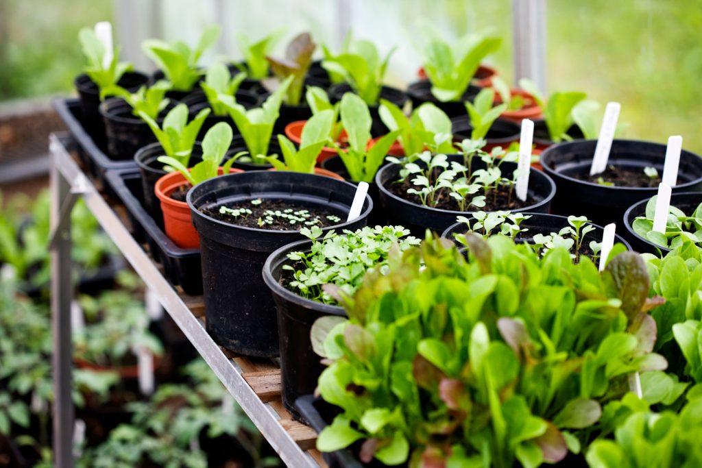 Herbs growing in small pots.