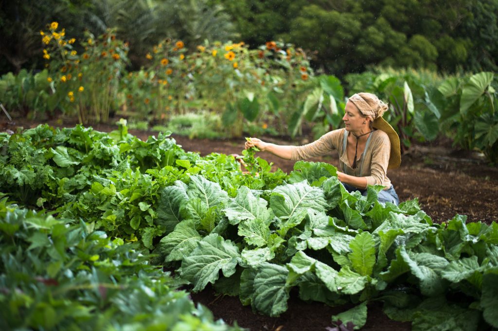 A person tending to small plants in the garden.