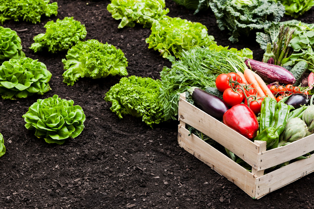 A wooden box filled with vegetables resting on the ground in the garden