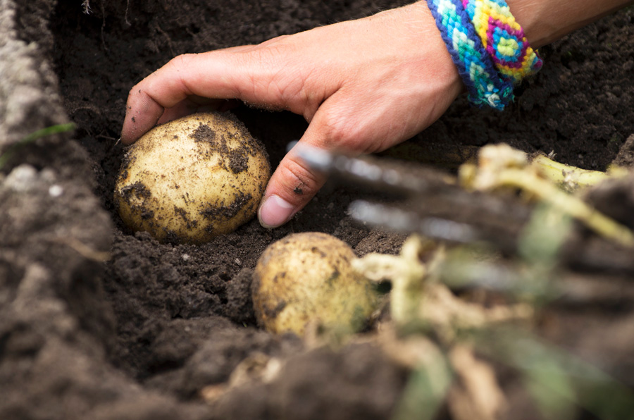 A person with colorful bracelets on removing a potato from the dirt.