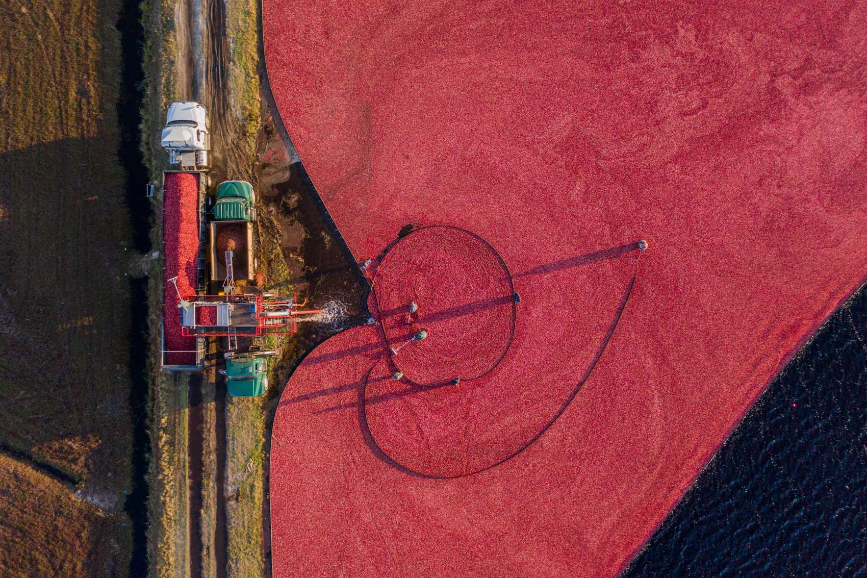An overhead shot of a sea of cranberries being harvested.