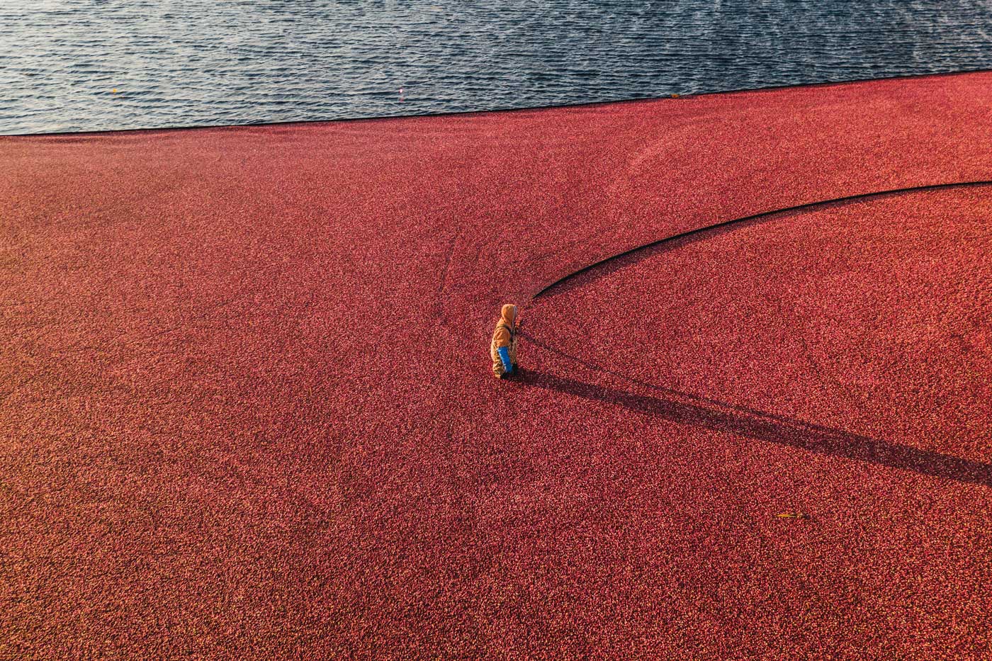 A harvester walking into a bog filled with thousands of cranberries.