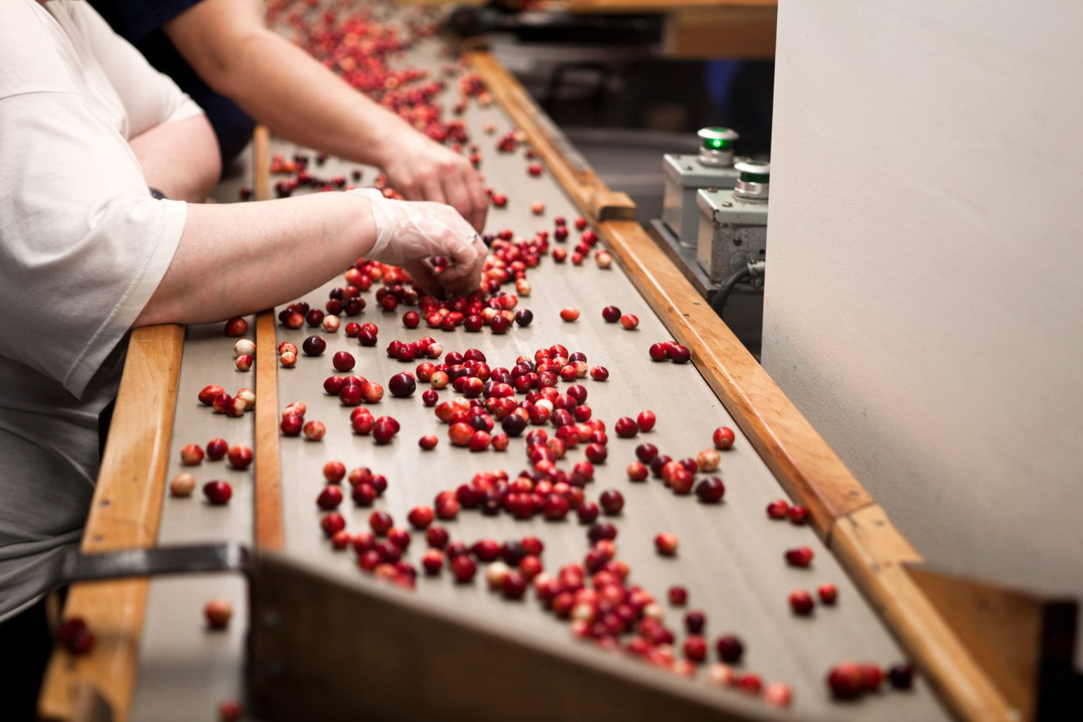 People sorting through individual cranberries.