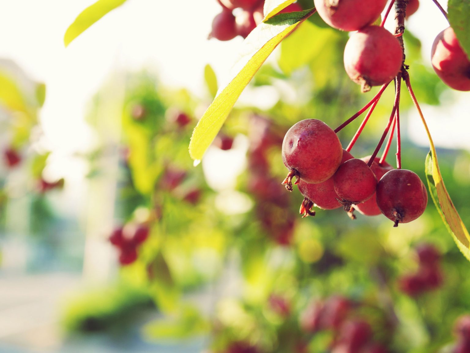 Cranberries growing in their shrubbery.