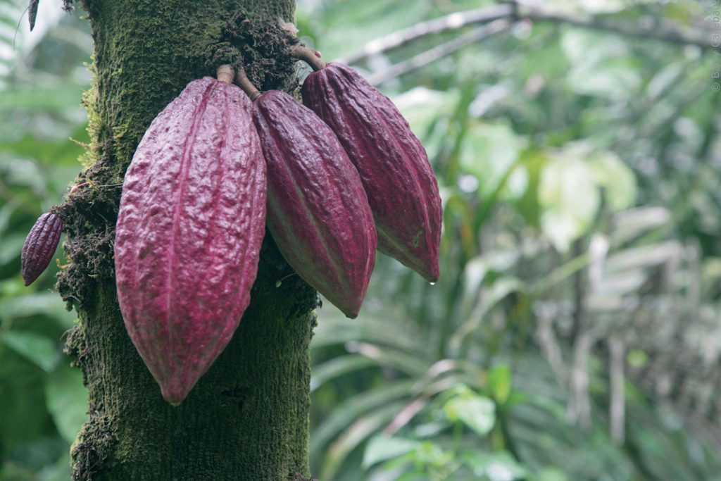 Naturally growing ruby cocoa beans.
