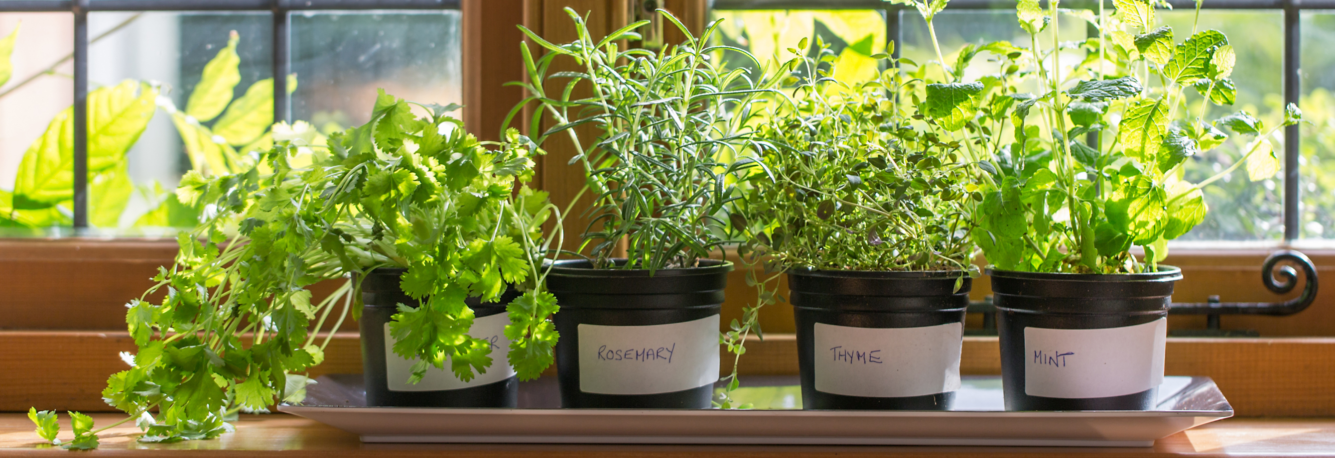 A small windowsill herb garden.