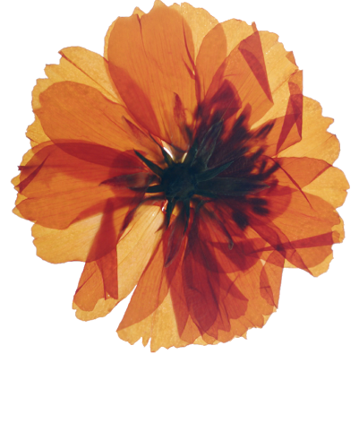 A large orange dried flower.