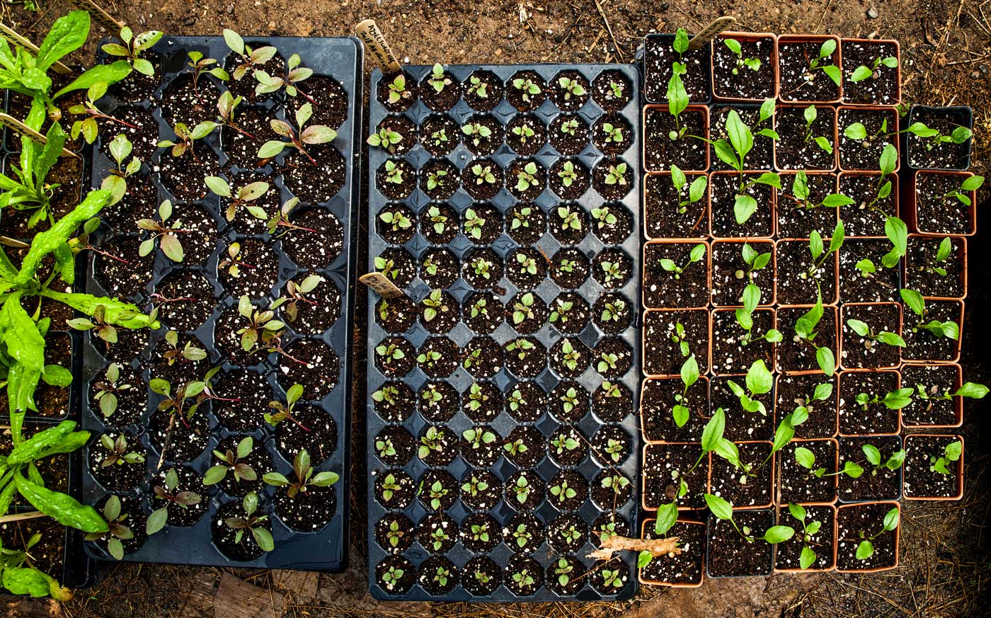 A cow eating grass.Small seedlings sprouting in individual poddlings.