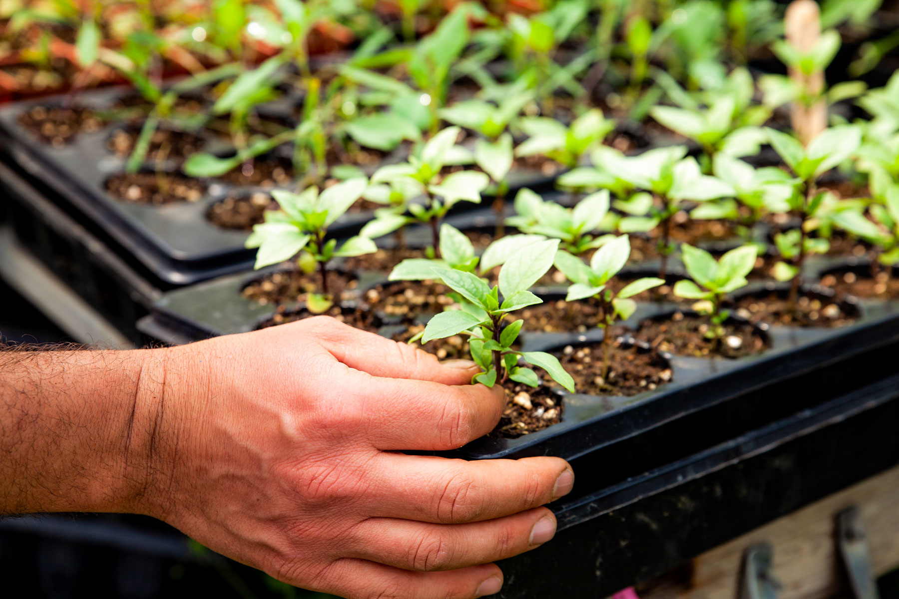 A hand tending to small budding plants.