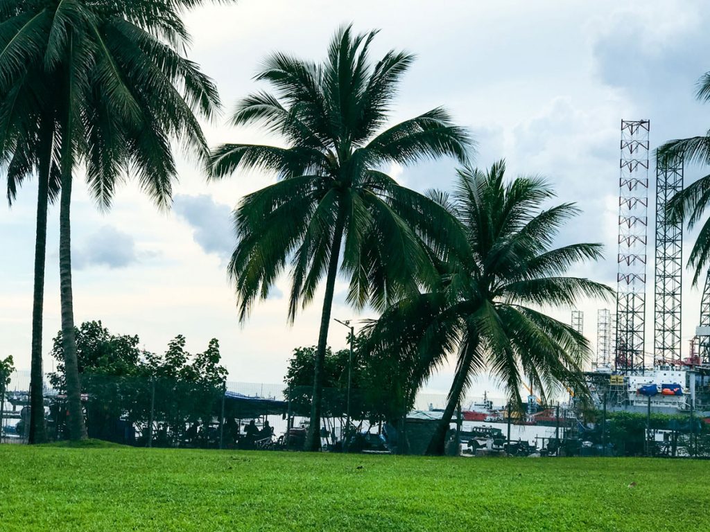 Large palm trees of West Coast Park.