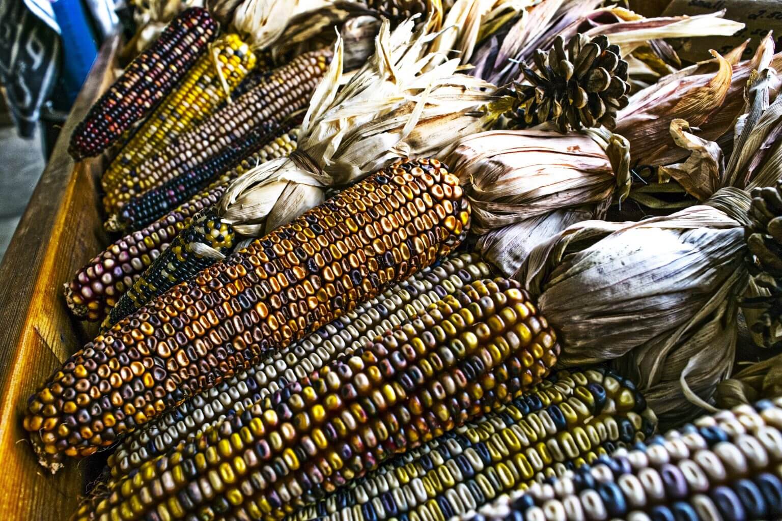 Freshly husked blue corn in a basket.