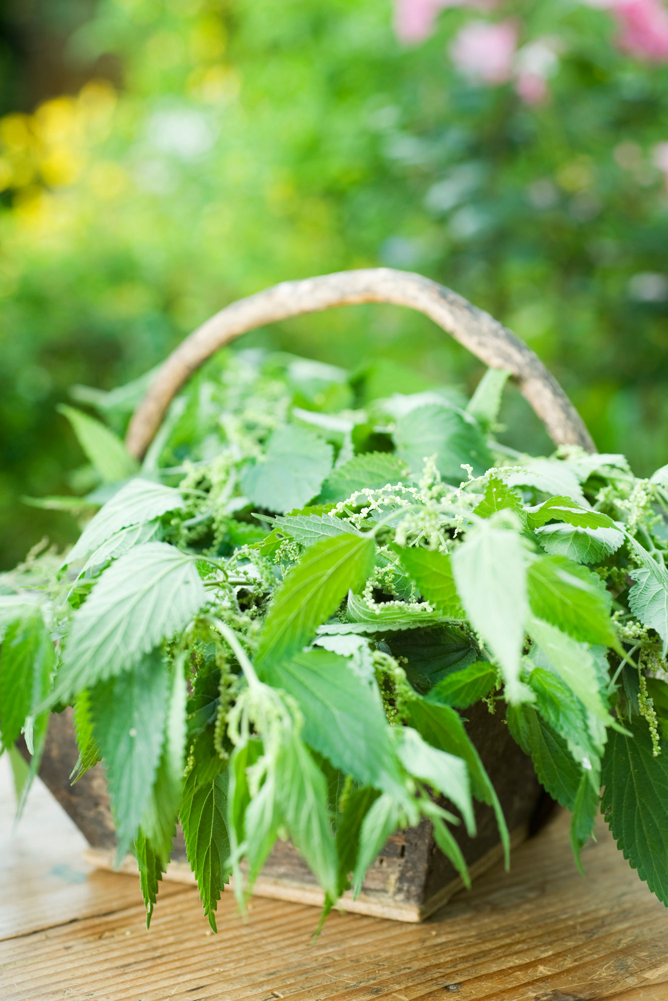 A basket of freshly picked stalks of stinging nettles.