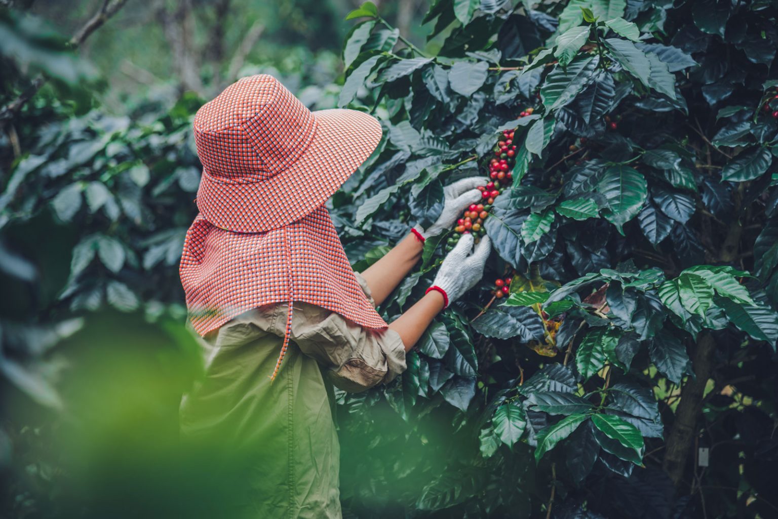 A person gently examining and picking coffee beans from their tree.
