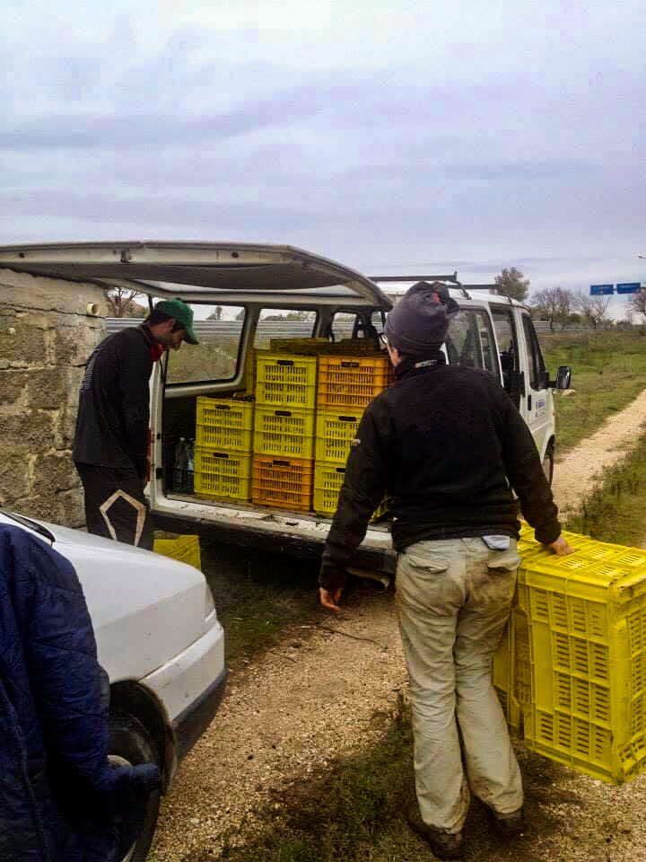 Olives loaded up in cartons.