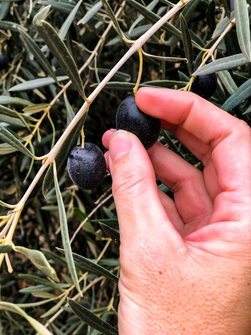 A hand picking olives.