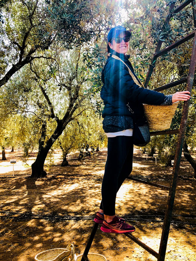 A person collecting olives.