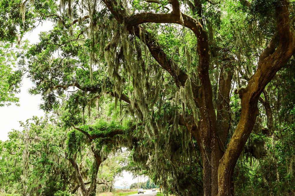 An Oak Tree cloaked in Spanish Moss.