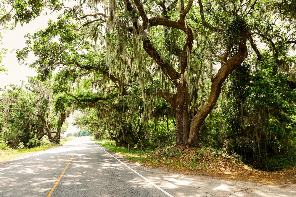 An empty road with oak tress surrounding.