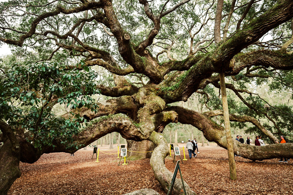 Visitors walking around the Angel Oak Tree on Johns Island.
