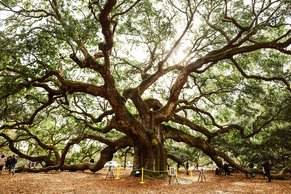 Zoomed out view of the Angel Oak Tree branches that touch the ground.