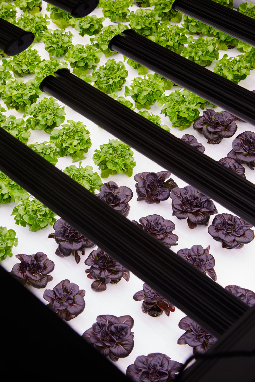 Nursery plants thriving in their indoor farming environment.