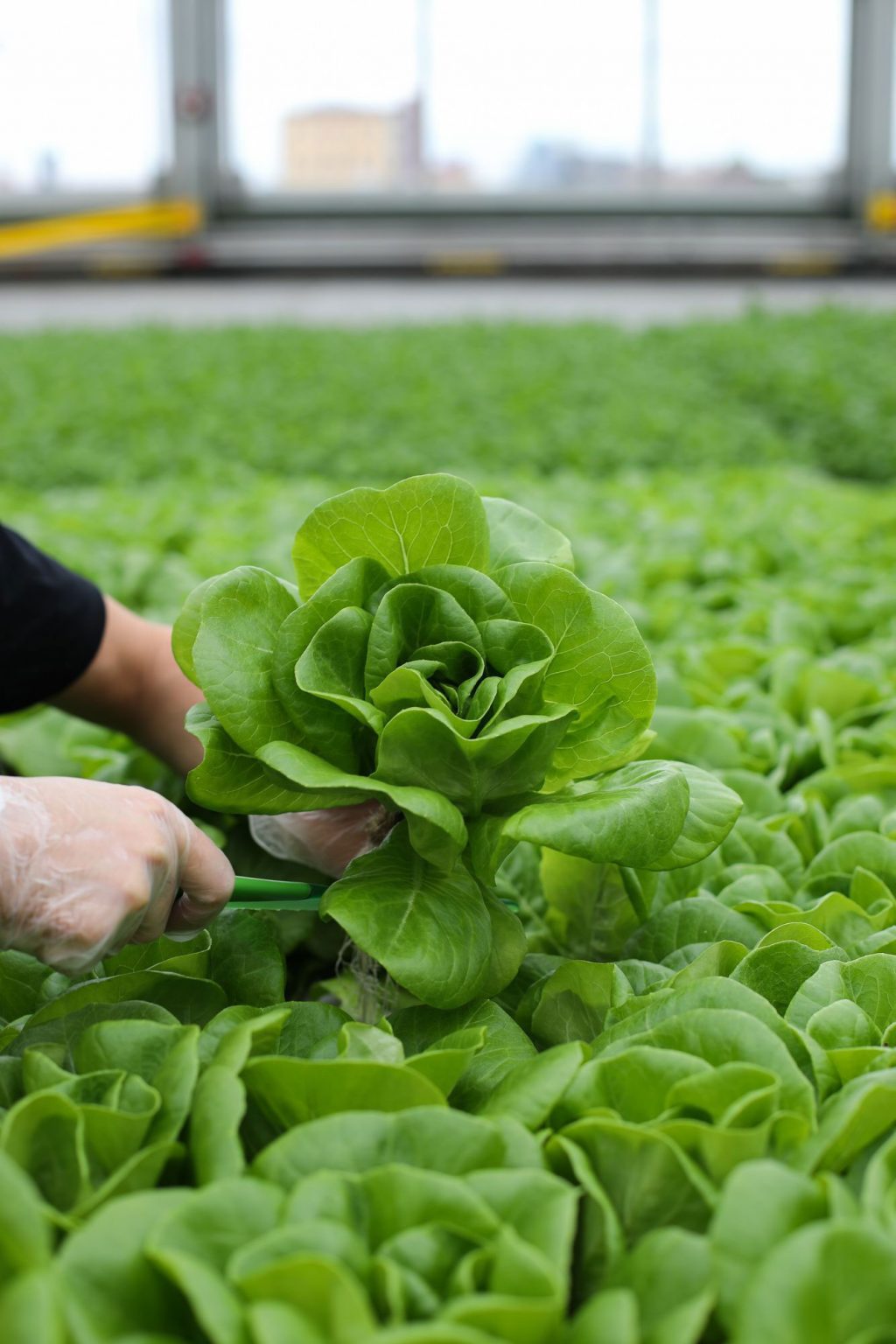 A person picking a plant from the greenhouse.