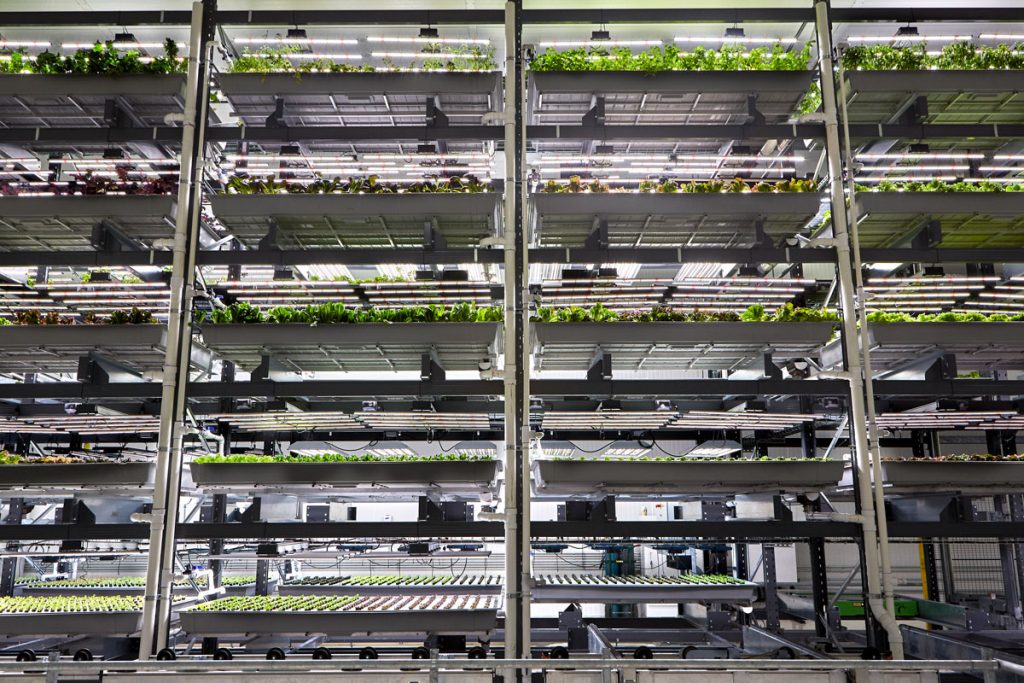 Nursery plants growing in separted shelving units.