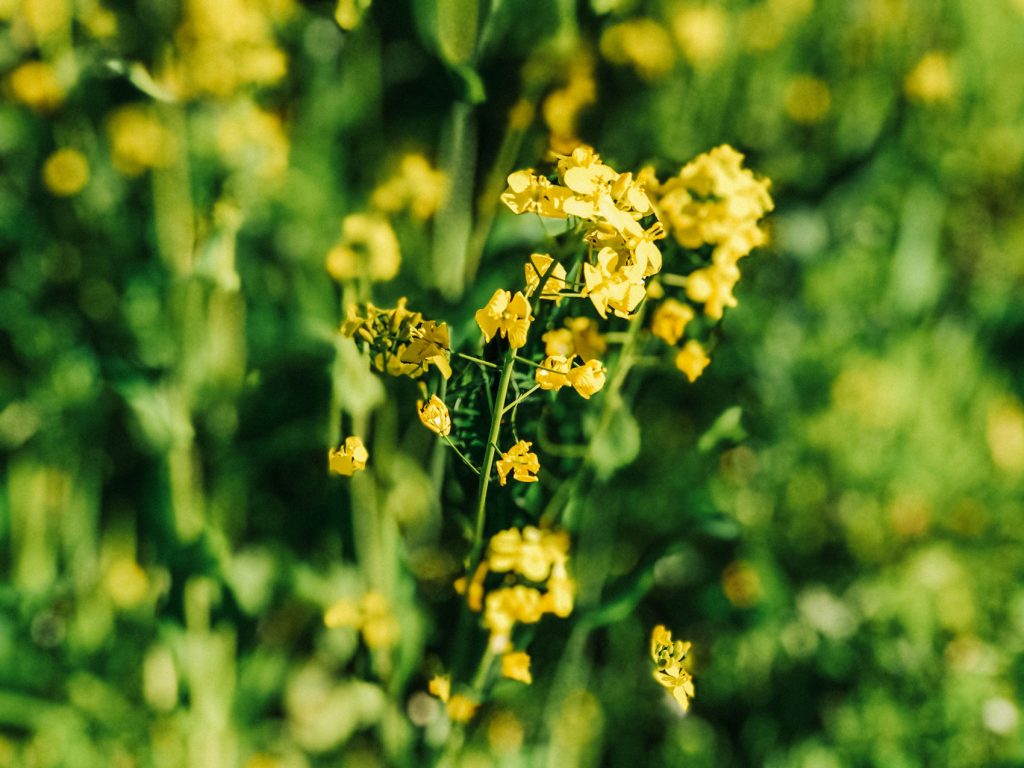 Yellow flowers growing freely in nature.