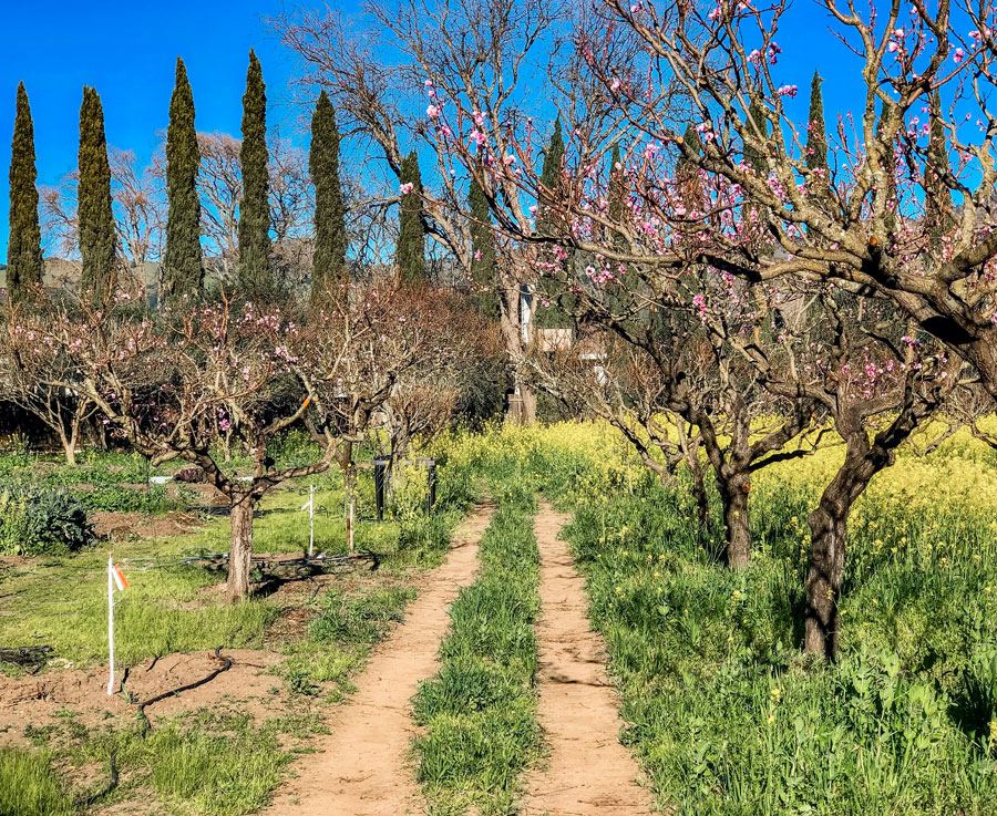 Trees growing in Peter Jacobsen's farm.