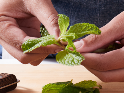 A closeup of a hand pulling fresh mint off the stem. 