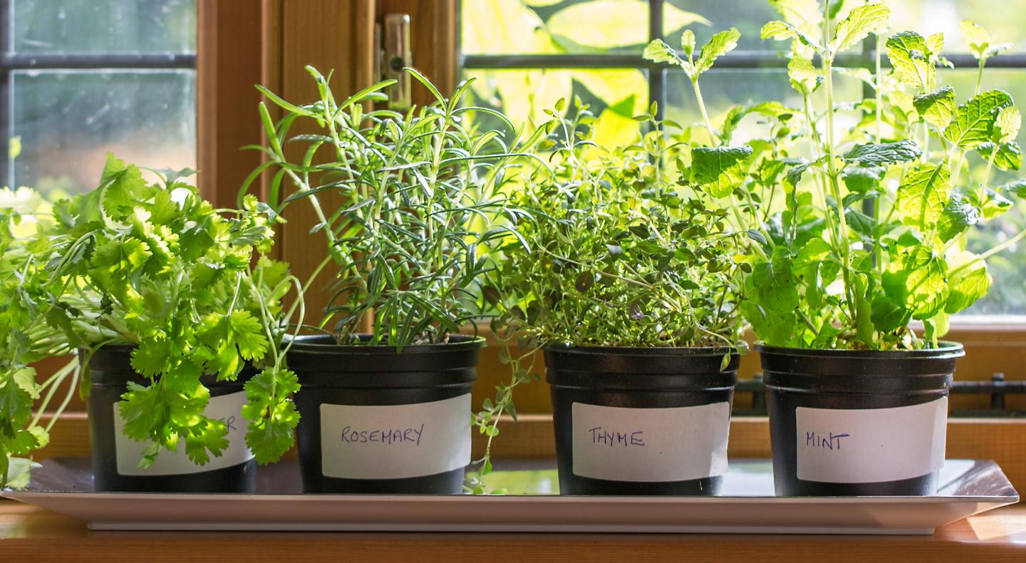 Fresh herbs growing in pots on a window sill Fresh herbs growing in pots on a window sill