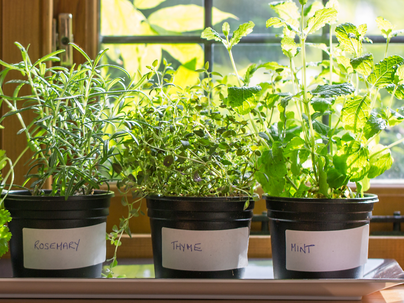Fresh herbs growing in pots on a window sill Fresh herbs growing in pots on a window sill