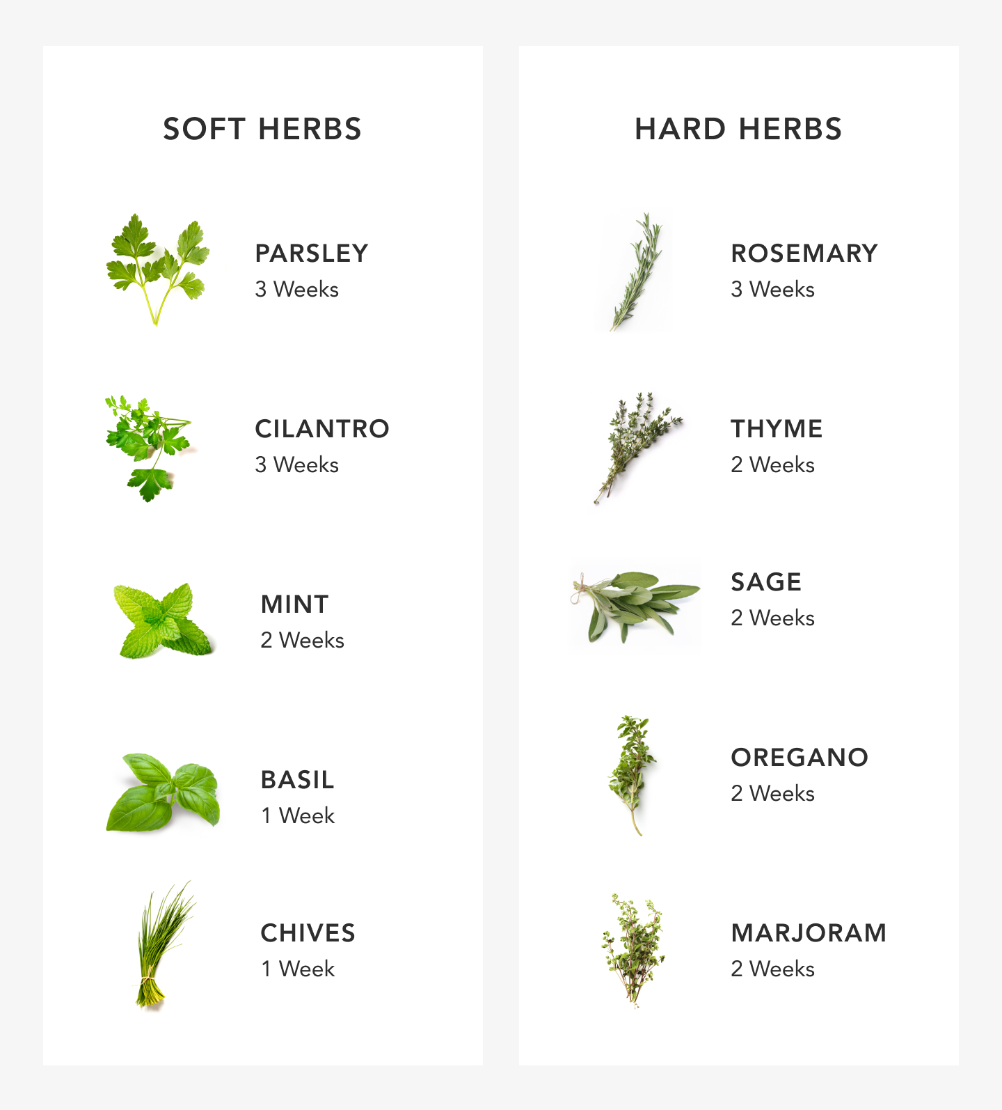 Infographic of herbs and how to store them Infographic of herbs and how to store them