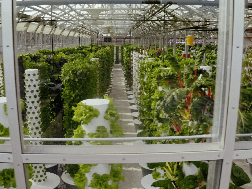 The lush greenhouse of Uchi.